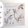 玉兰花 - Image 3